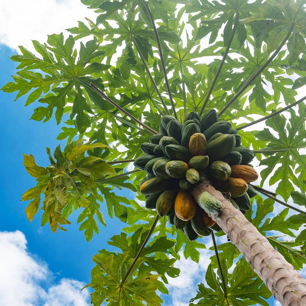 Papaya Tree - Image 3
