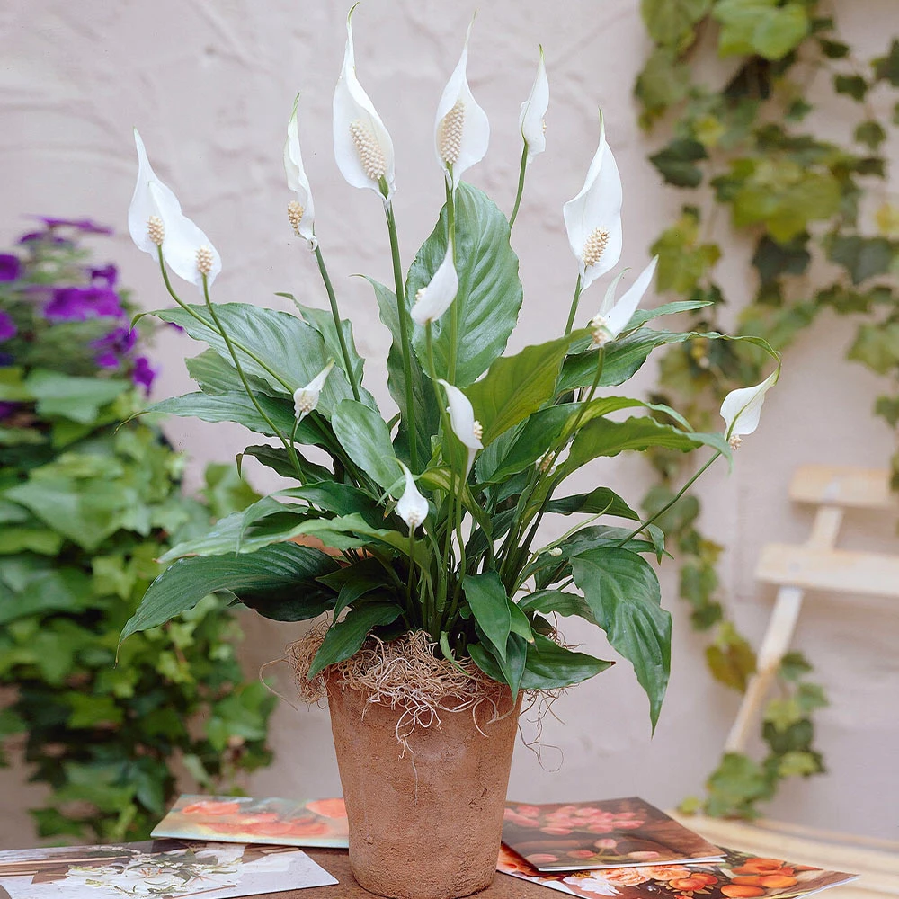 New Apartment House Plant Kit - Image 4