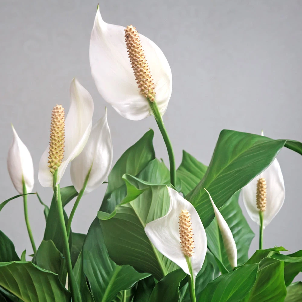 Peace Lily Plant - Image 3