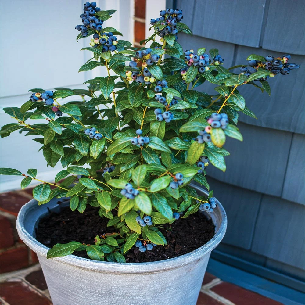 Bushel And Berry® Perpetua Blueberry - Image 2