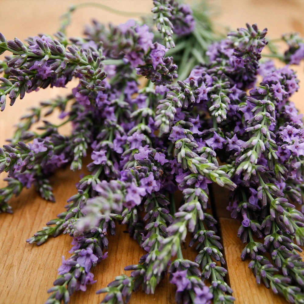 Phenomenalâ„¢ Lavender Plant - Image 3