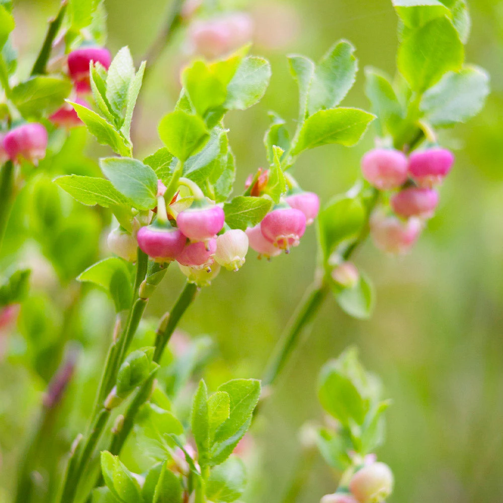 Pink Lemonade Blueberry Bush - Image 4