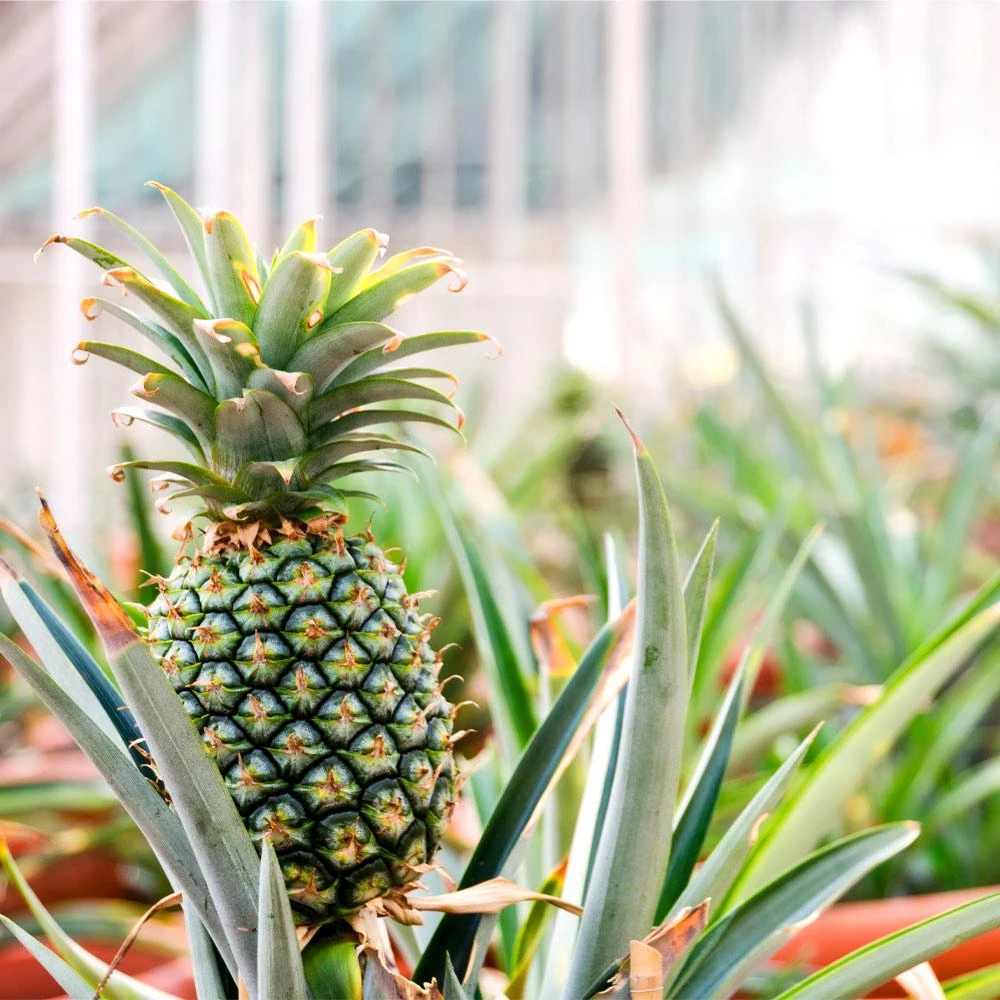 Sugarloaf Pineapple Plant - Image 2