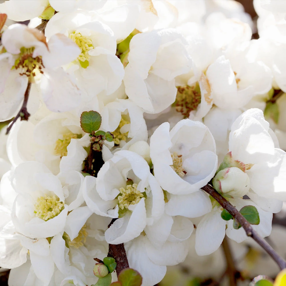 Pineapple Quince Tree - Image 3