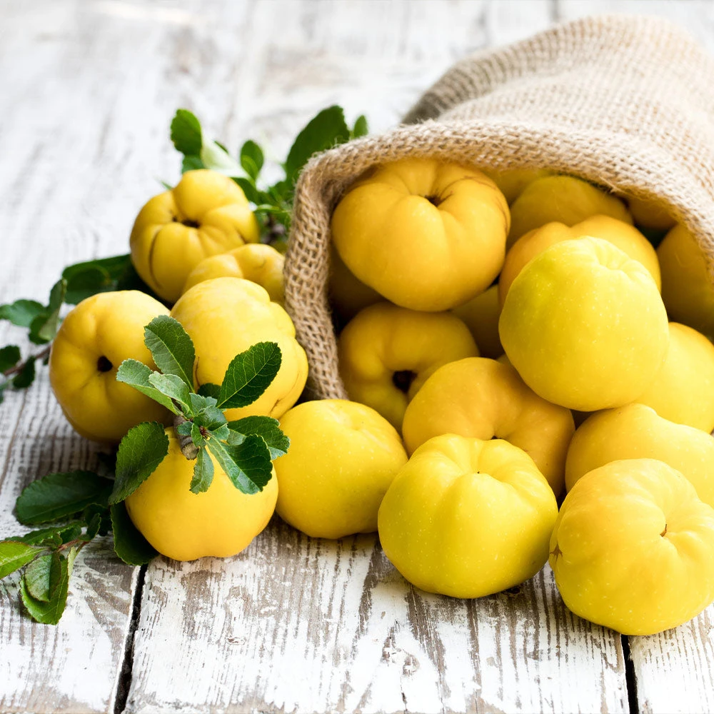 Pineapple Quince Tree - Image 4