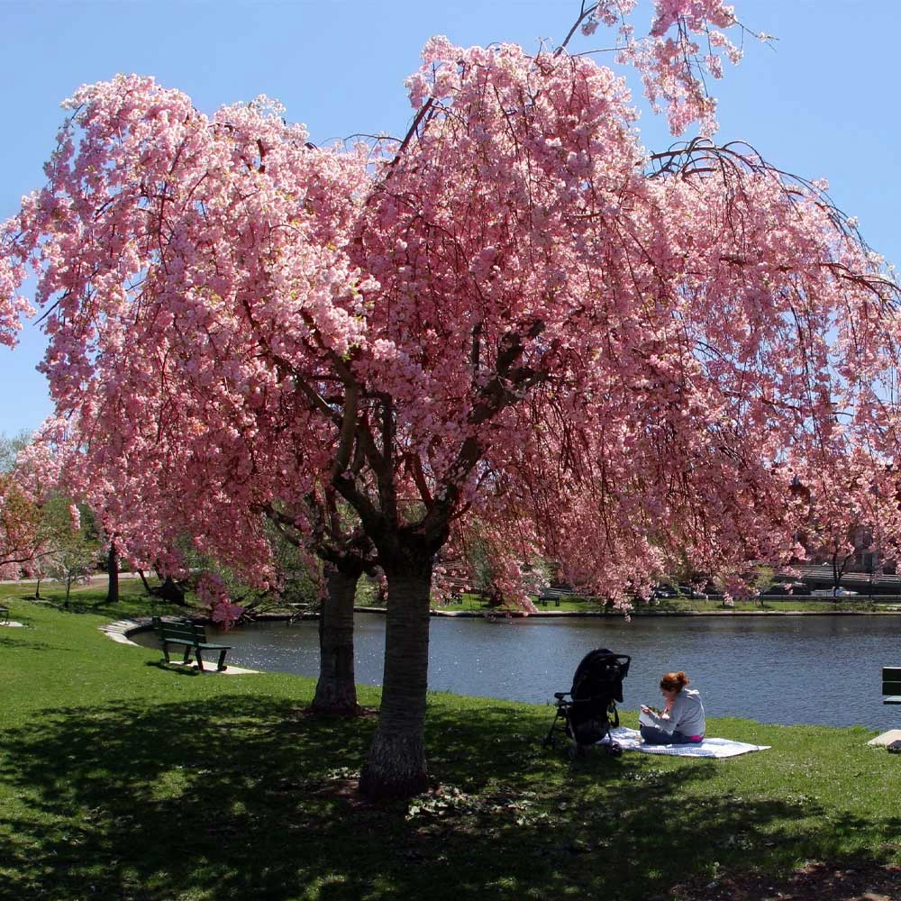 Pink Weeping Cherry Tree - Image 2