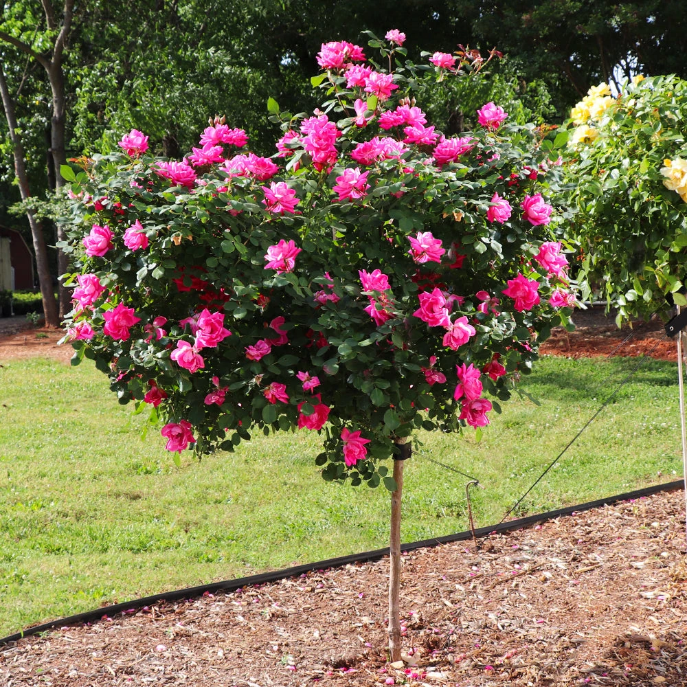 Pink Knock Out® Rose Tree - Image 2