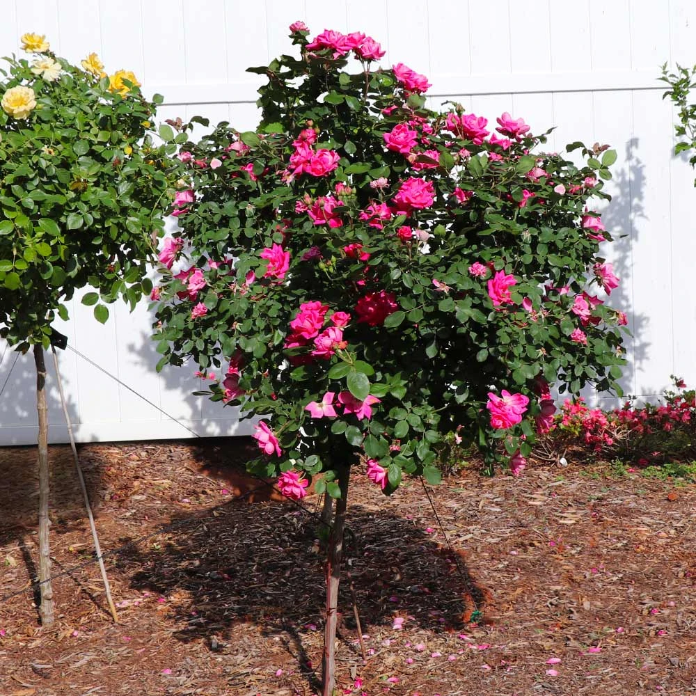 Pink Knock Out® Rose Tree - Image 4