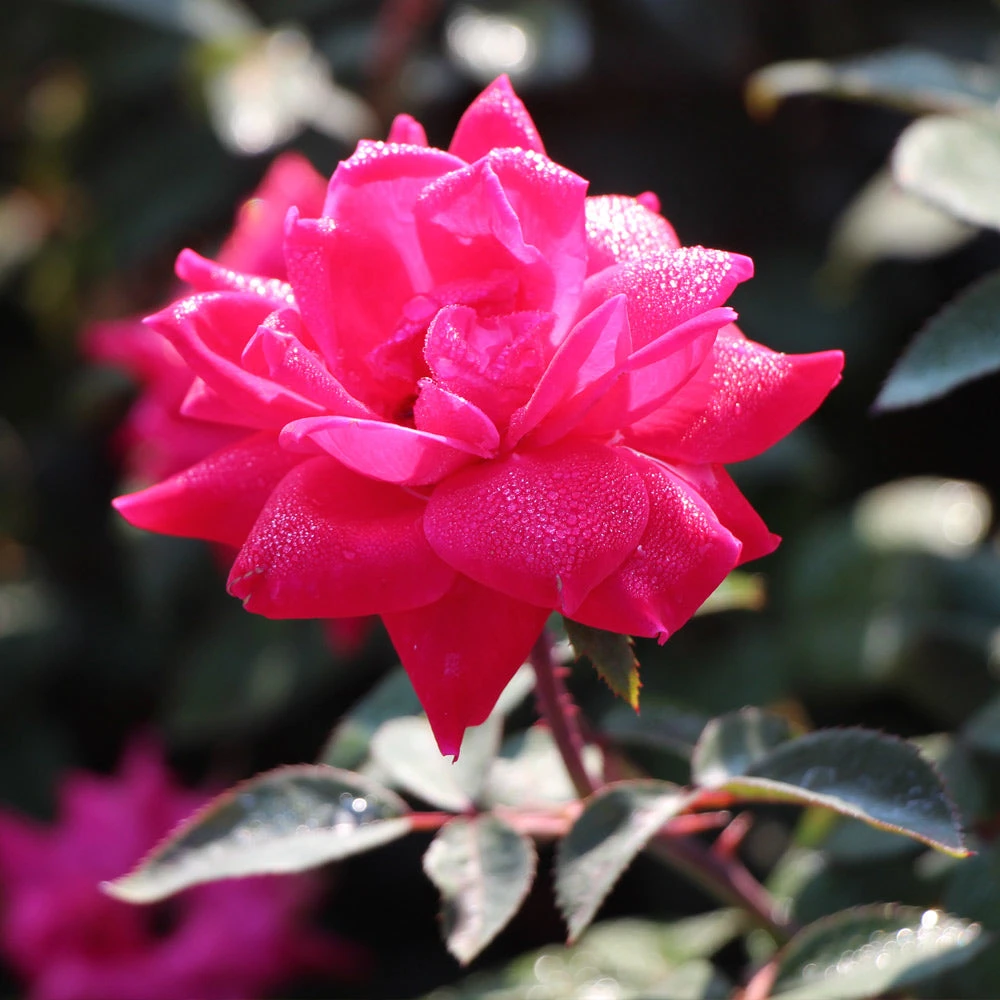 Pink Knock Out® Rose Tree - Image 3