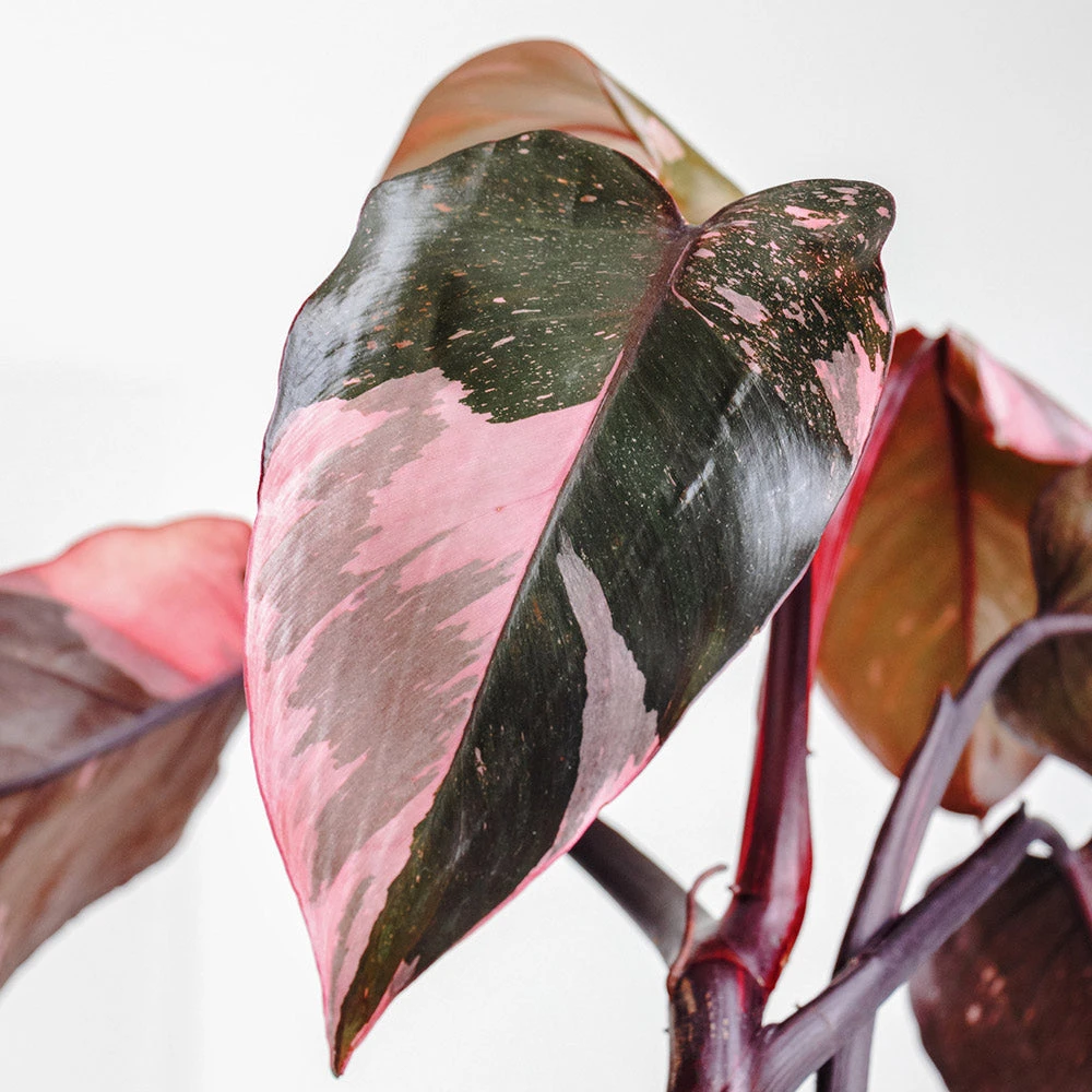 Pink Princess Philodendron - Image 3