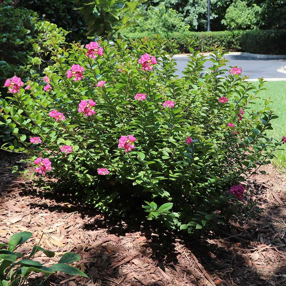 Pocomoke Crape Myrtle - Image 3