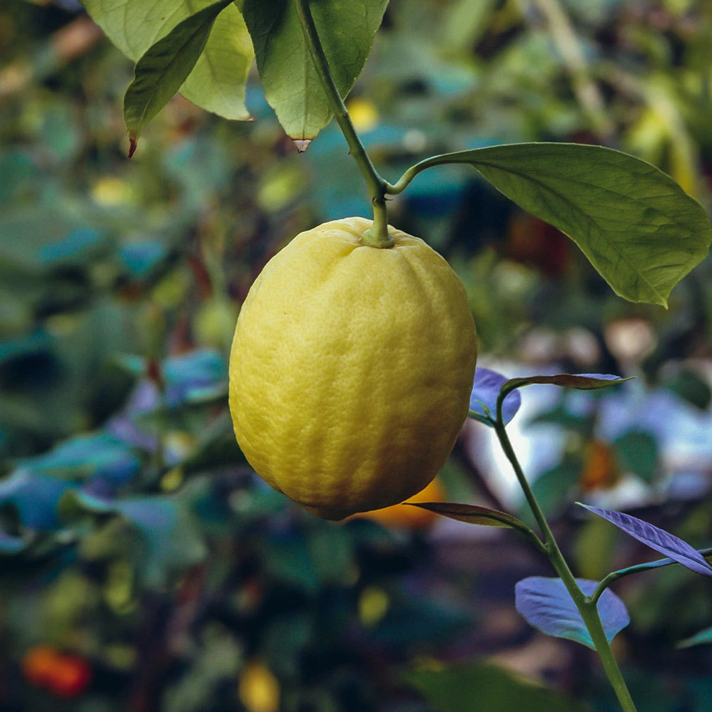 Ponderosa Lemon Bush - Image 3