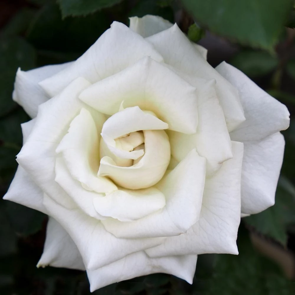 Pope John Paul II Rose Shrub - Image 2