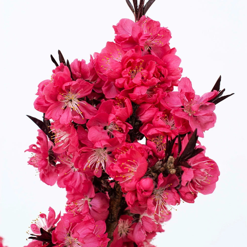 Ruby Ruffle™ Patio Peach Tree - Image 3