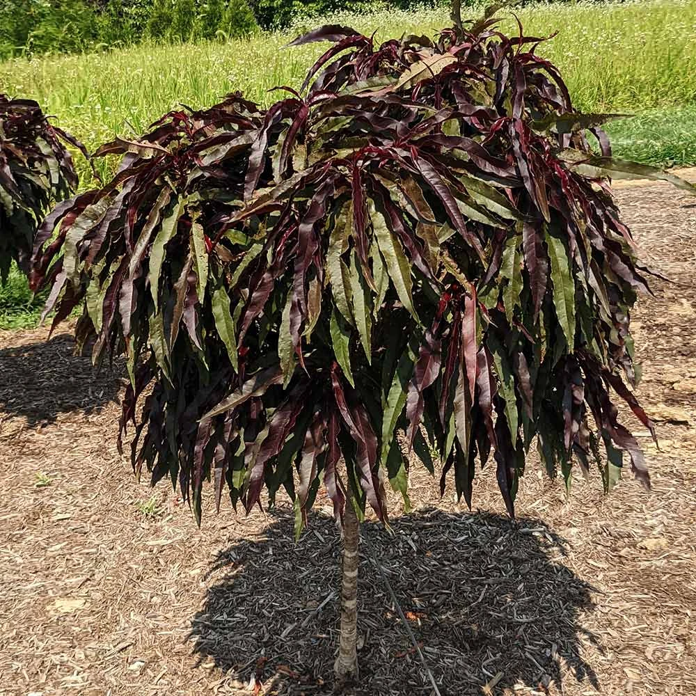 Ruby Ruffle™ Patio Peach Tree - Image 4