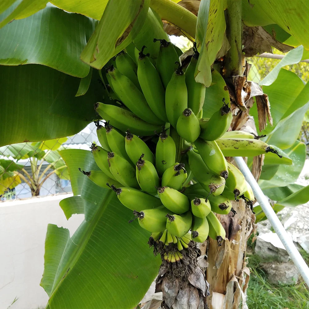 Puerto Rican Plantain Banana Tree - Image 2