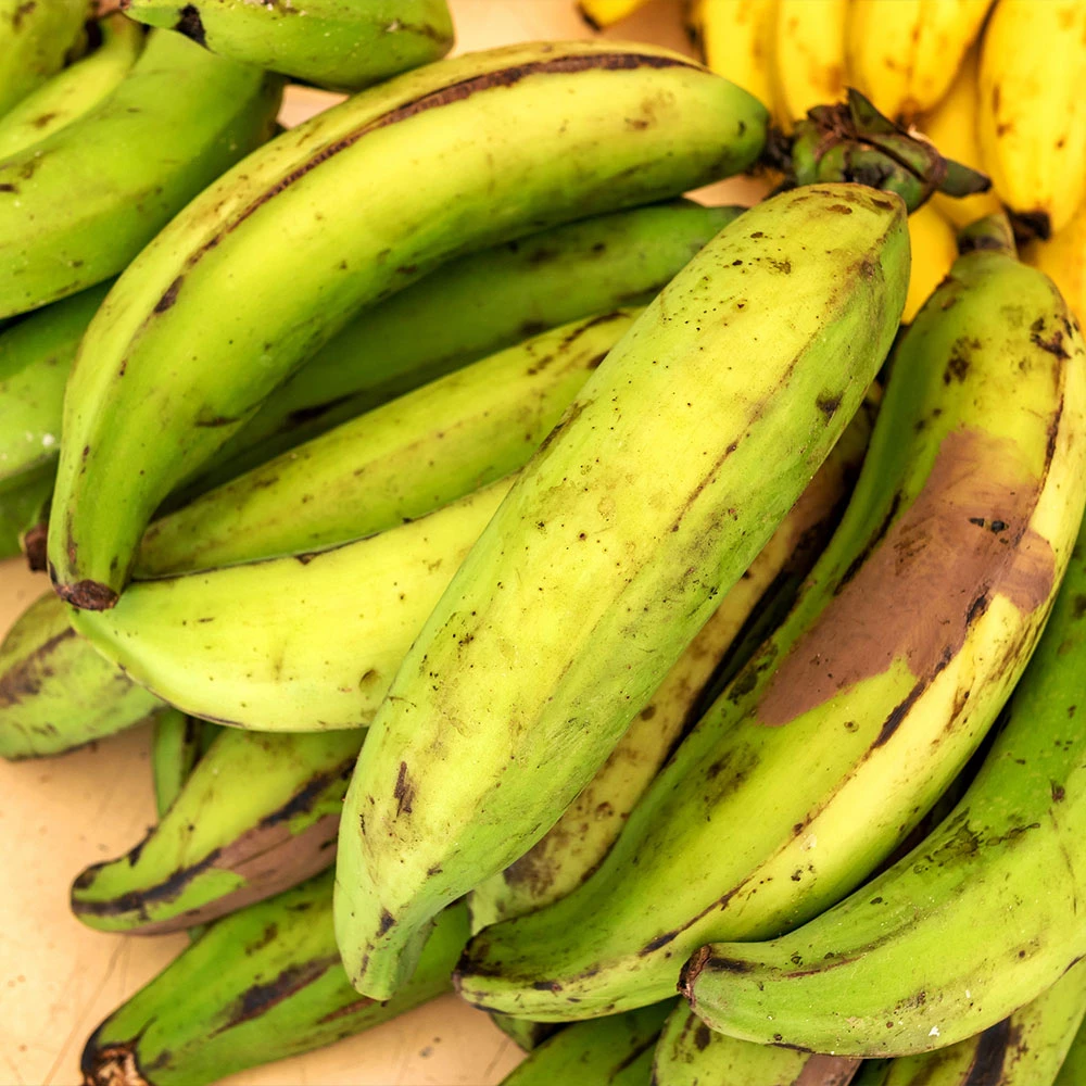 Puerto Rican Plantain Banana Tree - Image 3
