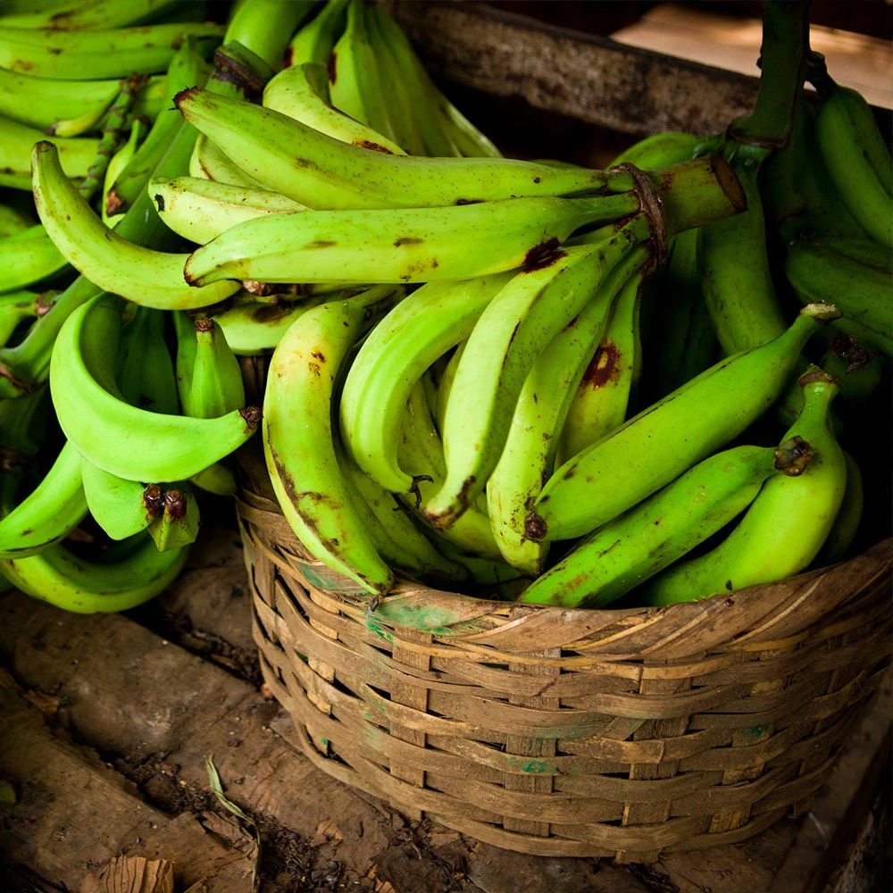 Puerto Rican Plantain Banana Tree - Image 5
