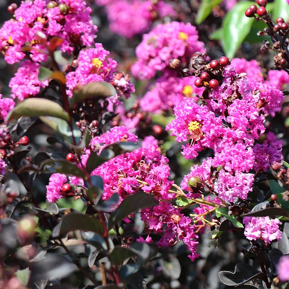 Black Diamond® Crape Myrtle - Purely Purple™ - Image 5