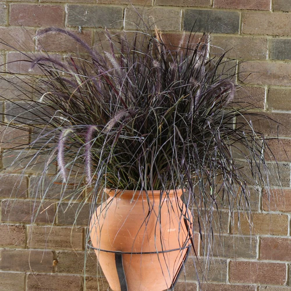 Purple Fountain Grass - Image 5