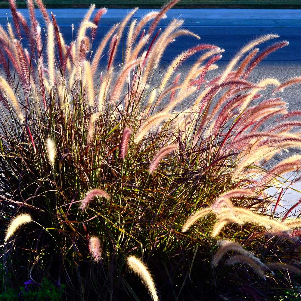 Purple Fountain Grass - Image 6