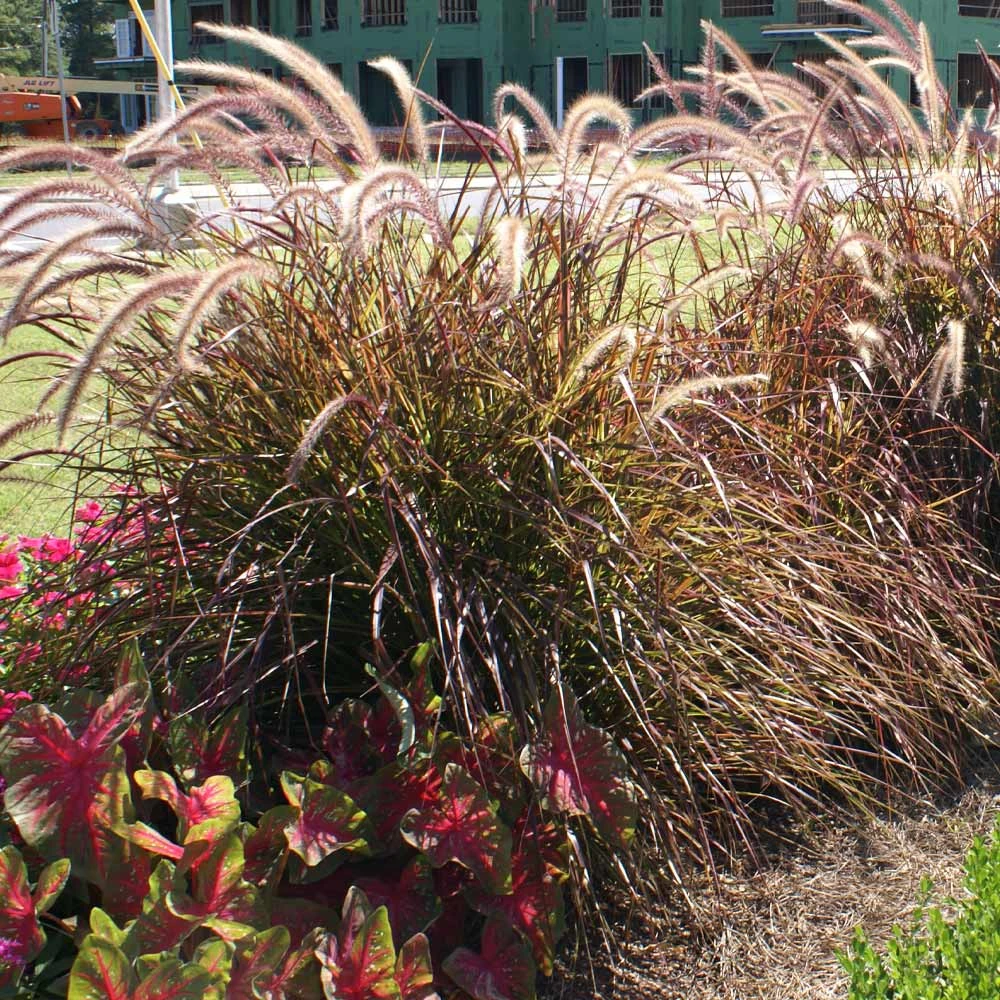 Purple Fountain Grass - Image 4
