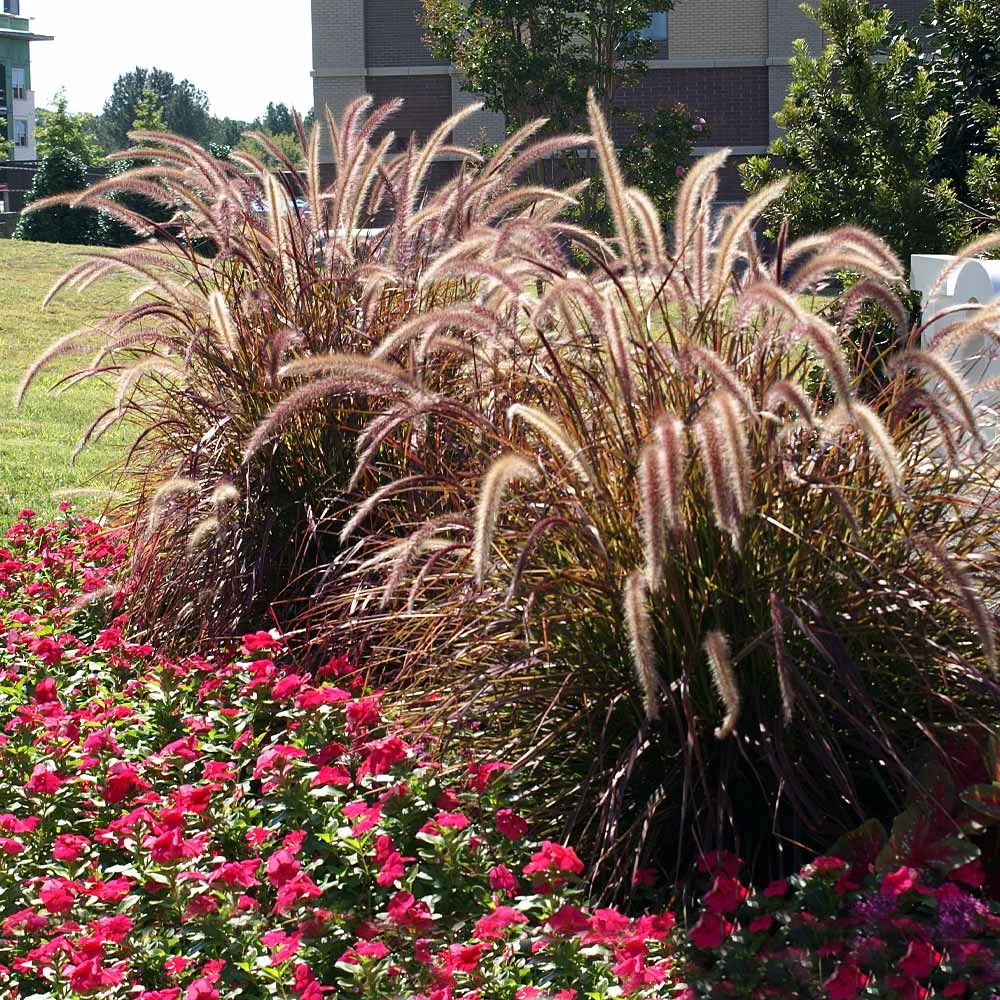 Purple Fountain Grass - Image 2
