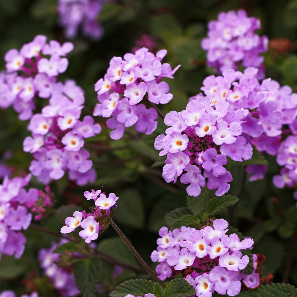 Purple Lantana - Image 3