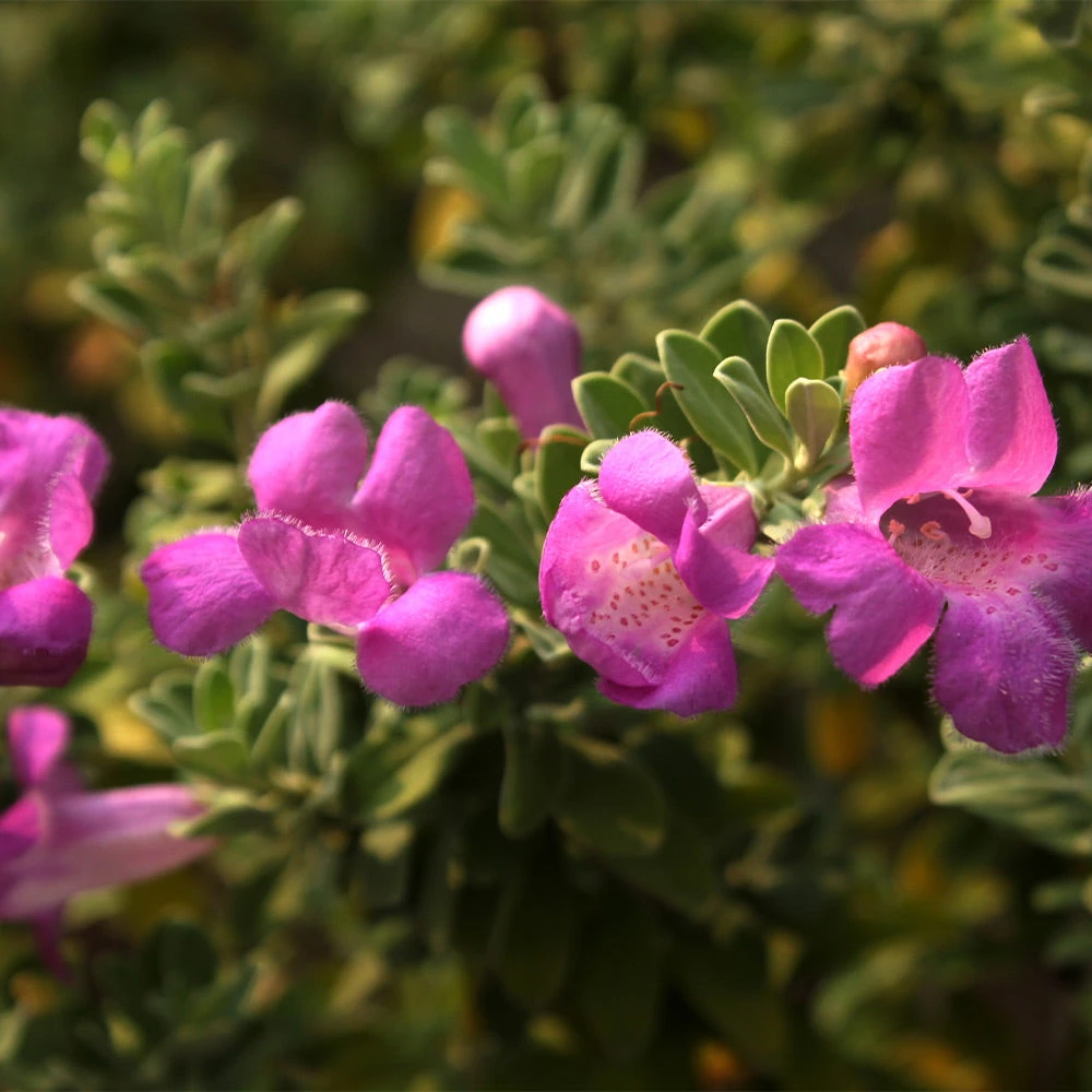 Purple Rain Texas Sage - Image 4
