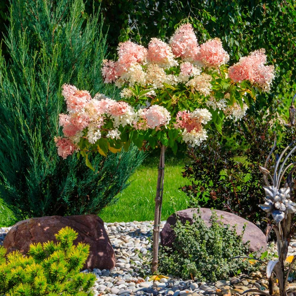 Quick Fire® Hydrangea Tree - Image 3