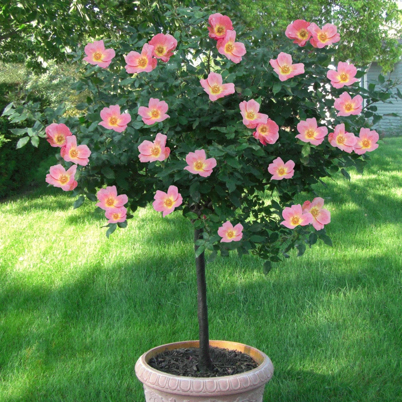 Rainbow Knock Out® Rose Tree - Image 2