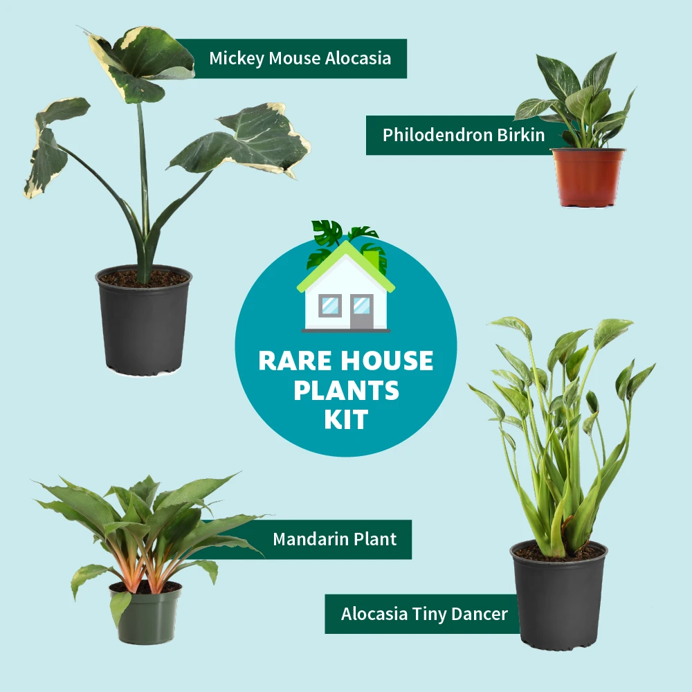 Rare House Plant Kit - Image 3