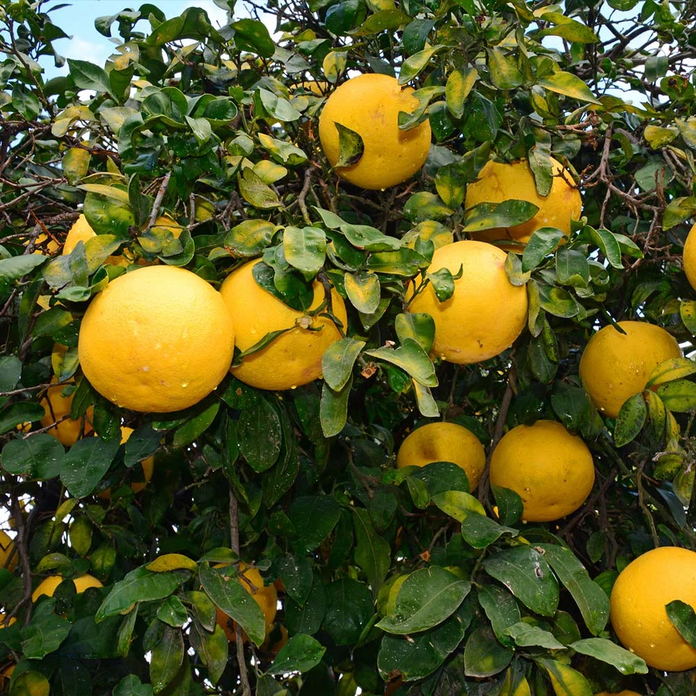 Ray Ruby Grapefruit Tree - Image 4