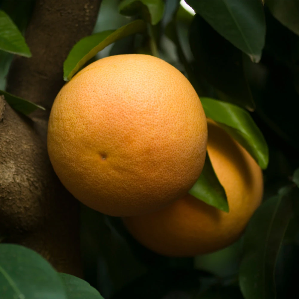 Ray Ruby Grapefruit Tree - Image 2