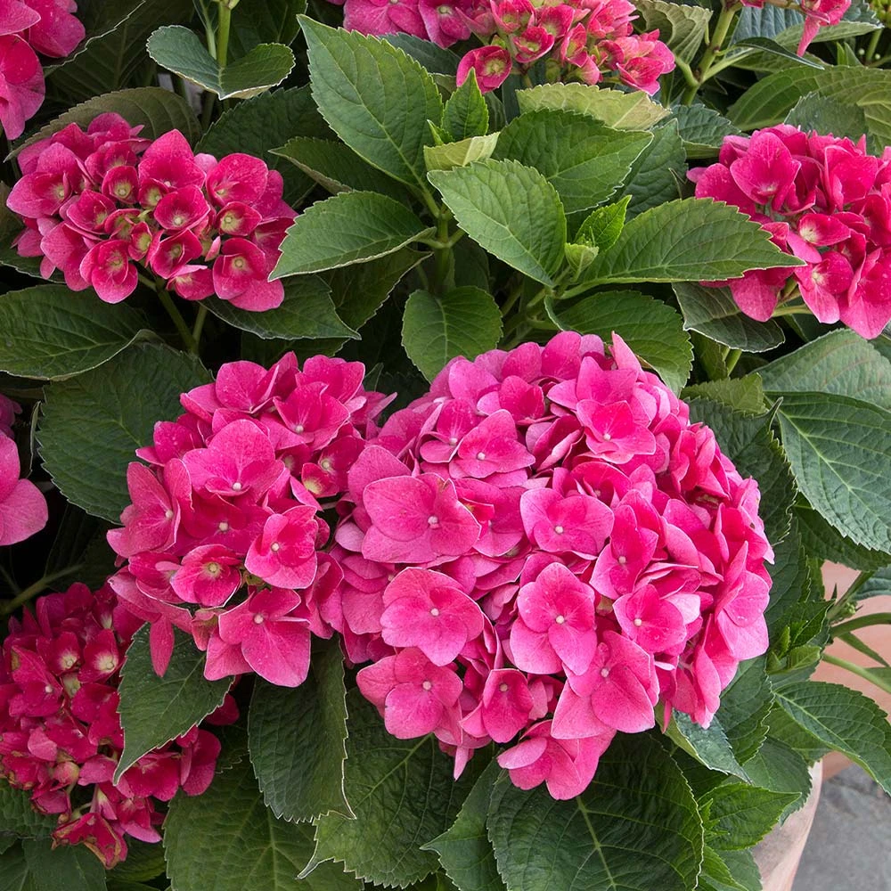 Red N' Pretty® Hydrangea Shrub - Image 3