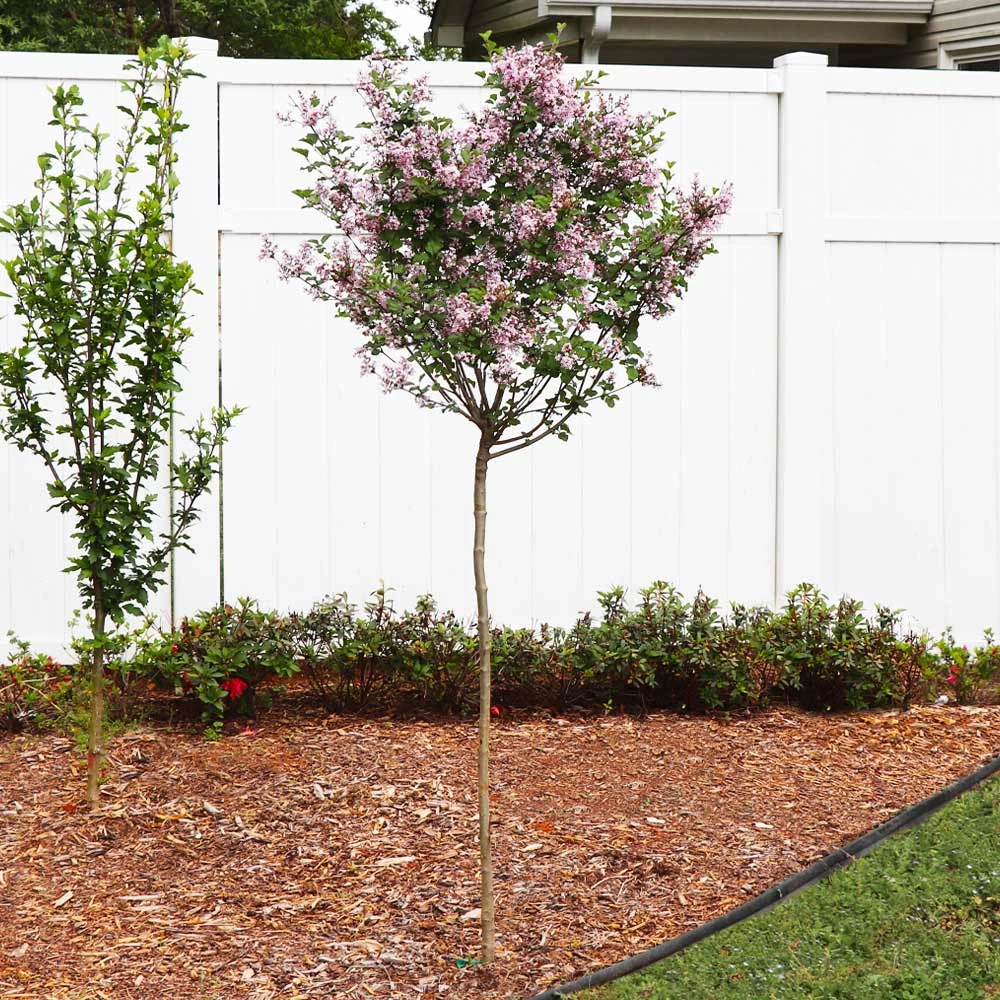 Red Pixie Lilac Tree - Image 3