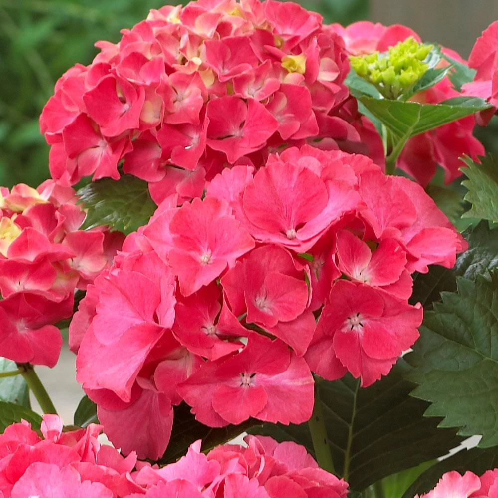 Red Sensation Hydrangea - Image 3