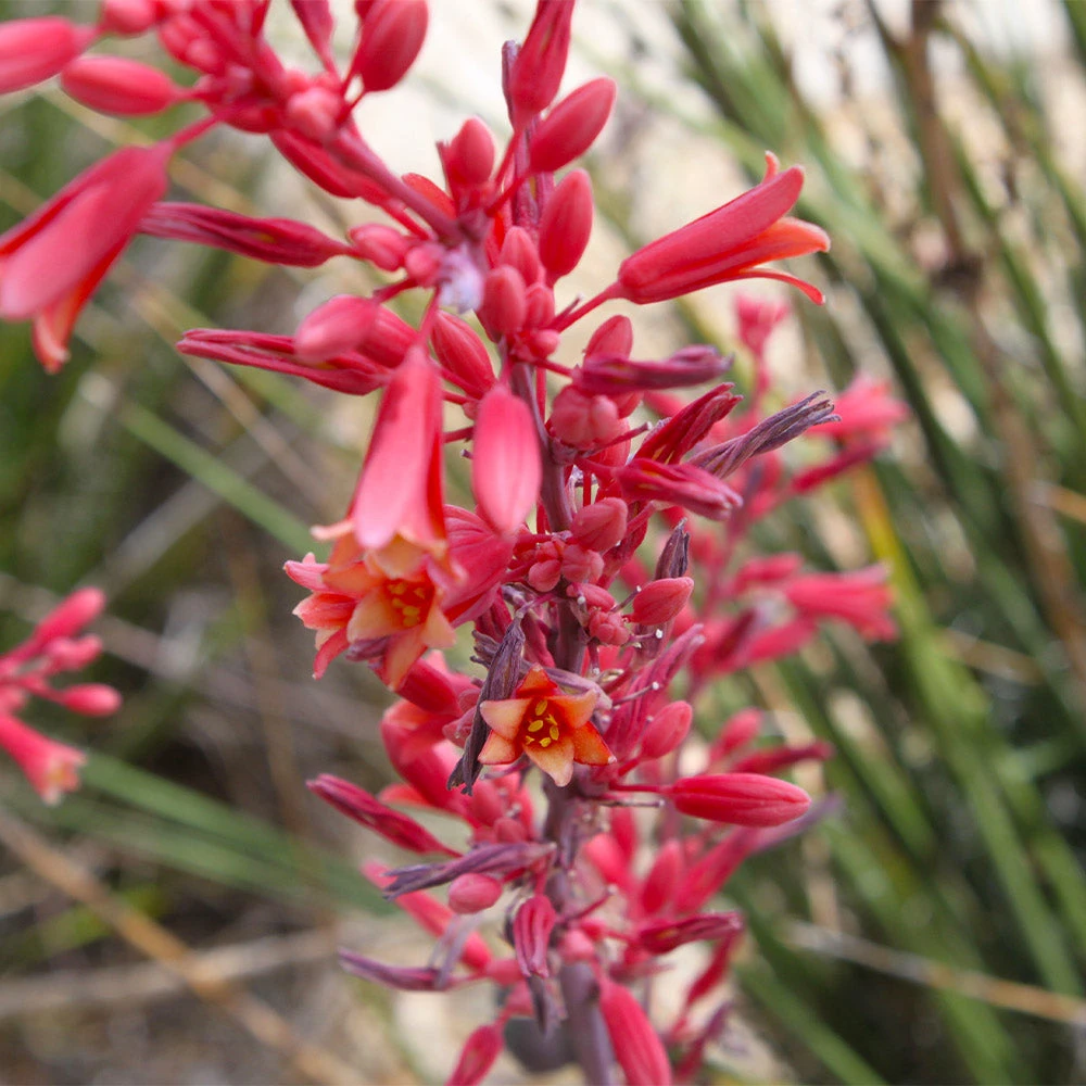 Red Yucca Plant - Image 4