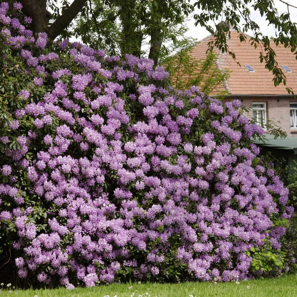Lavender Rhododendron Shrub - Image 2