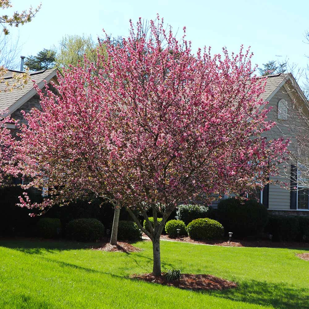 Robinson Crabapple Tree - Image 3