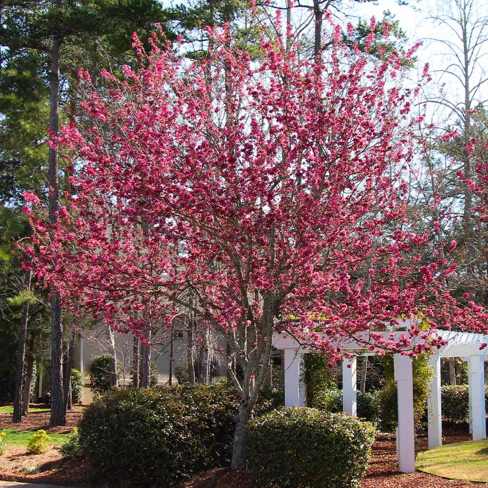 Robinson Crabapple Tree - Image 5