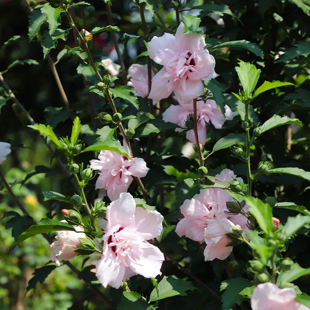Pink Rose Of Sharon Althea Tree - Image 3