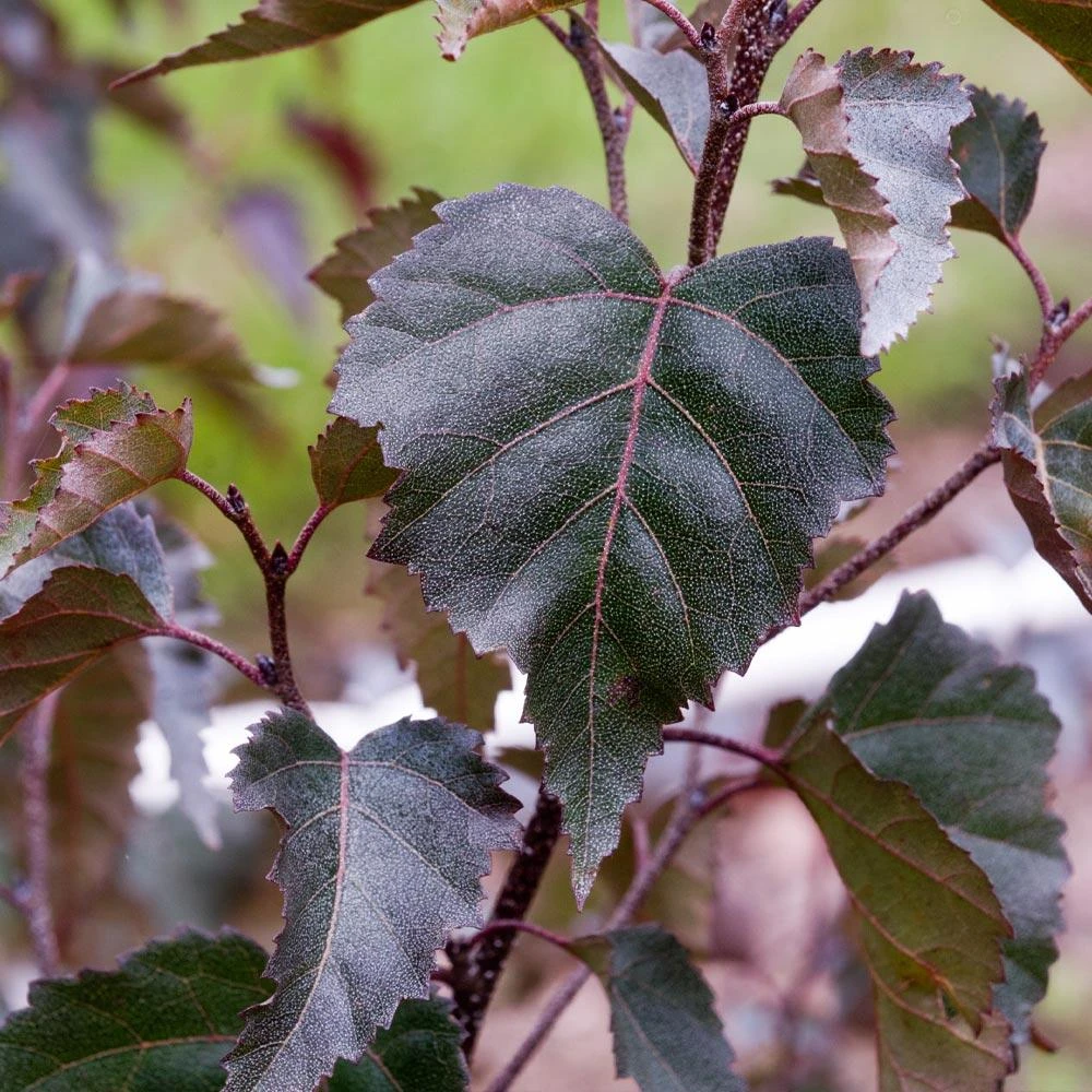 Royal Frost® Birch Tree - Image 3