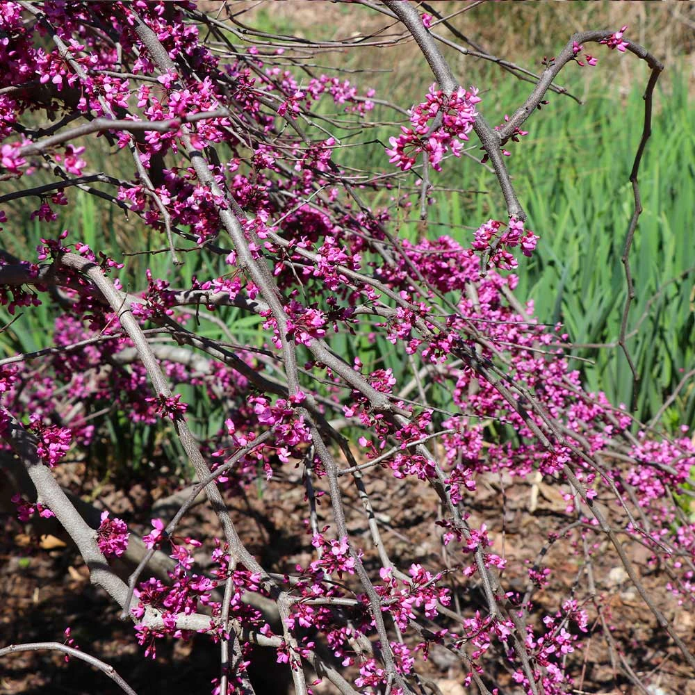 Ruby Falls Redbud Tree - Image 5