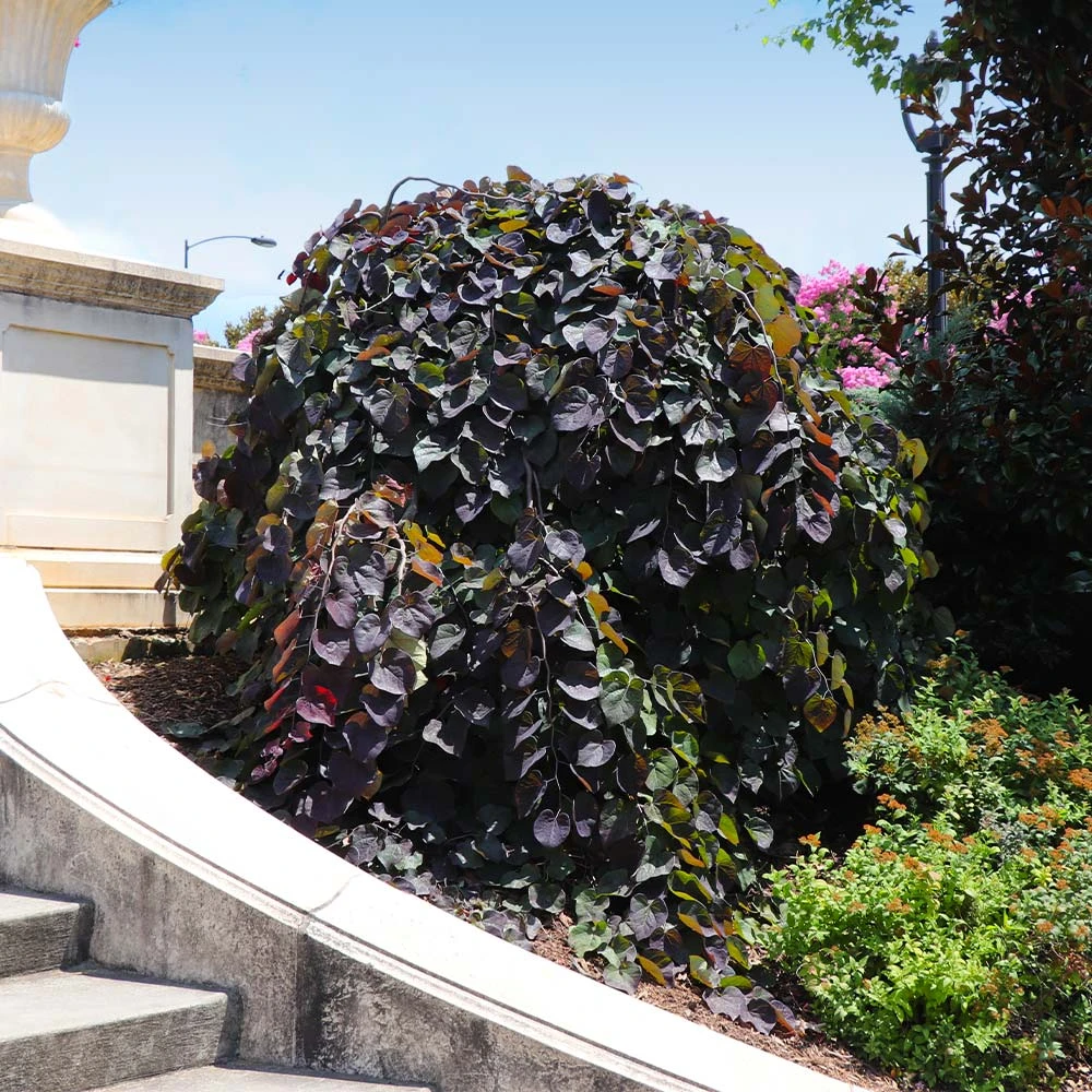 Ruby Falls Redbud Tree - Image 6