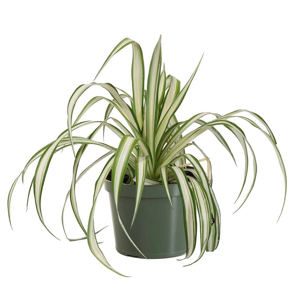 Spider Plant - Image 5