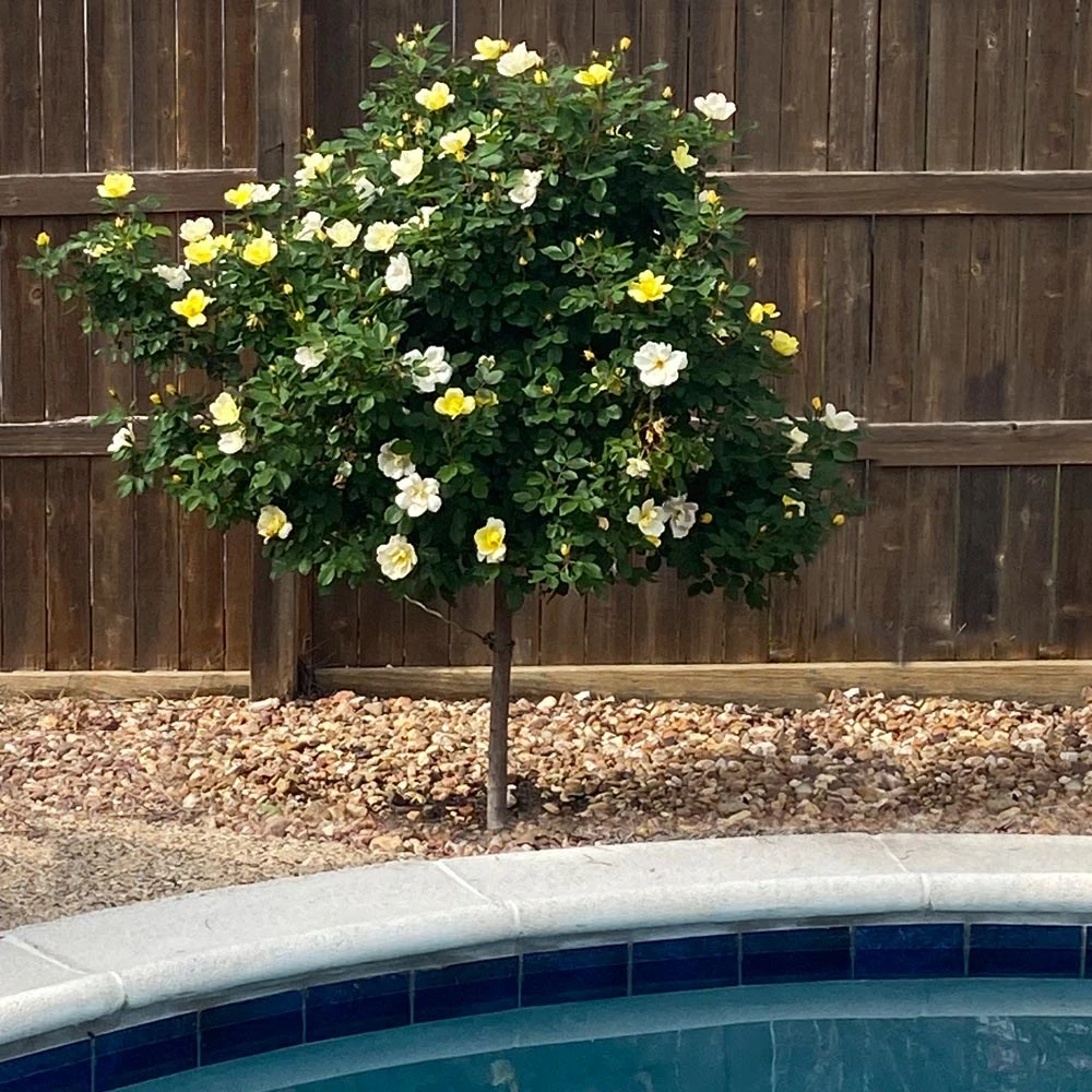 Sunny Knock Out® Rose Tree - Image 3