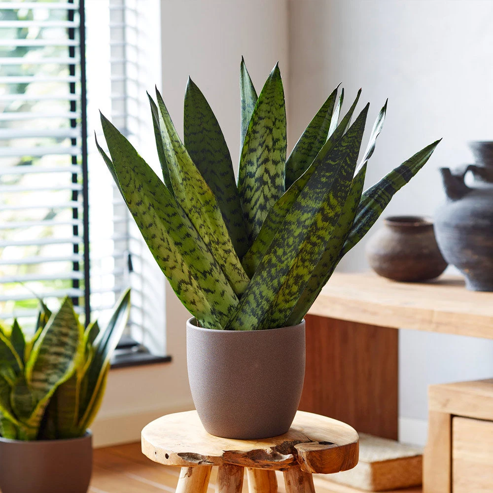 New Apartment House Plant Kit - Image 5