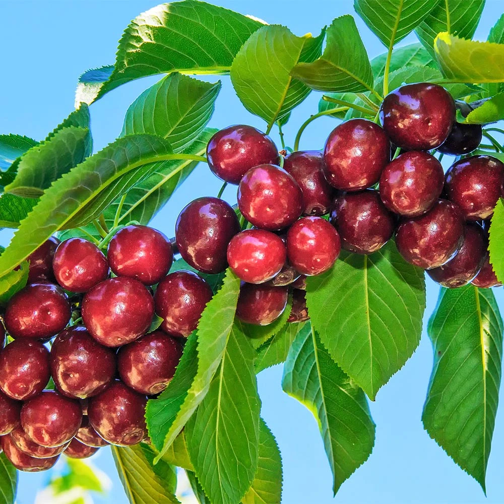 Santina™ Cherry Tree - Image 2