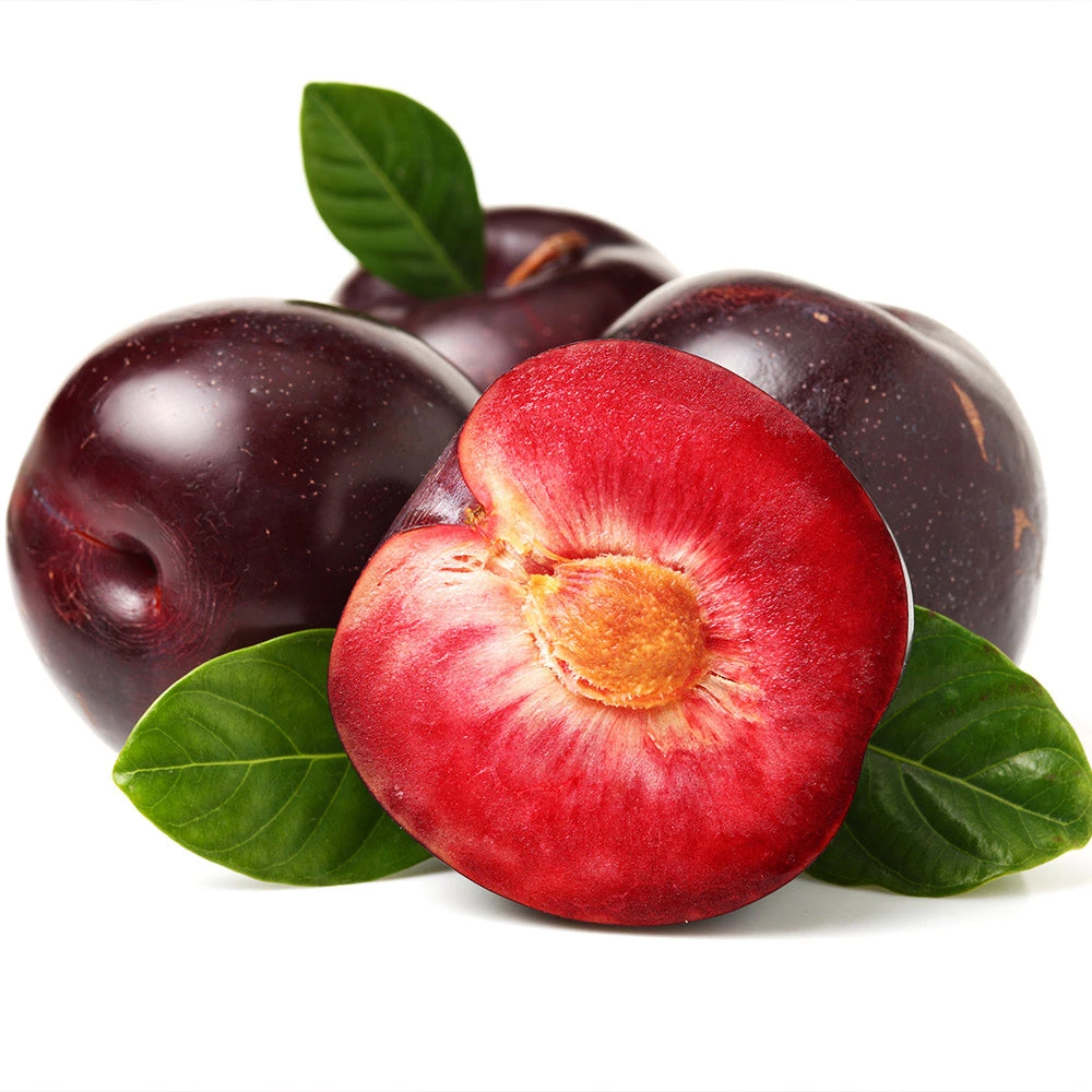 Satsuma Plum Tree - Image 3